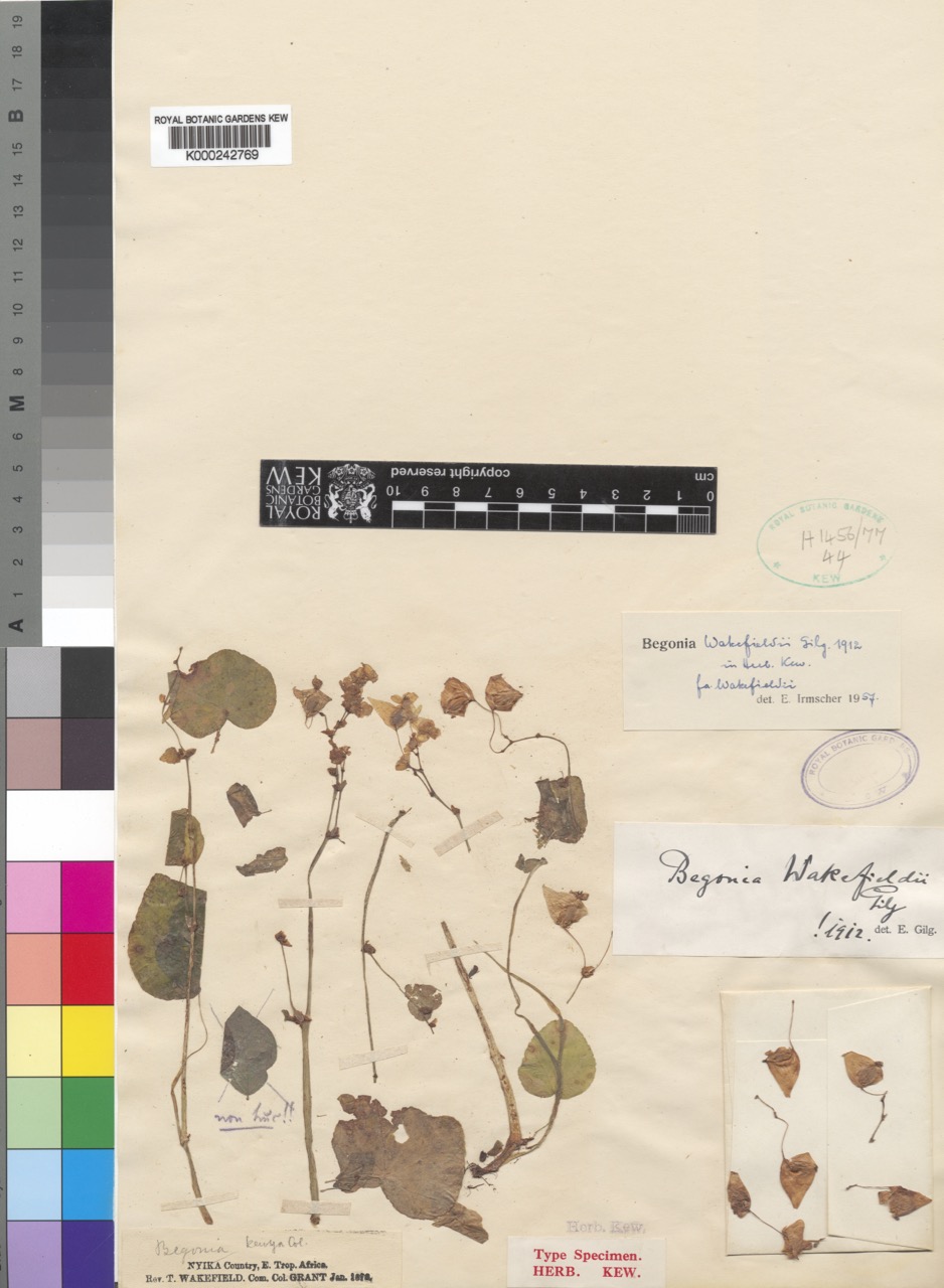 B. wakefieldii f. wakefieldii